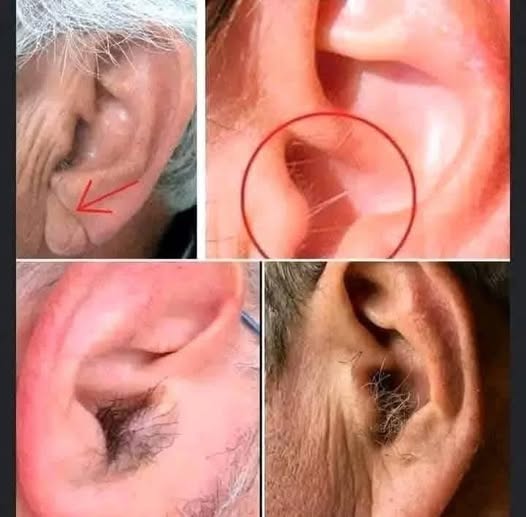 🚨 DID YOU KNOW that if hair grows on your ears, it’s because your body is… see more